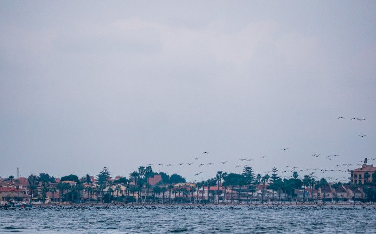 Miles de cormoranes en la regata del G.P. Estrella de Levante vol.2 (Fotos: Damián)