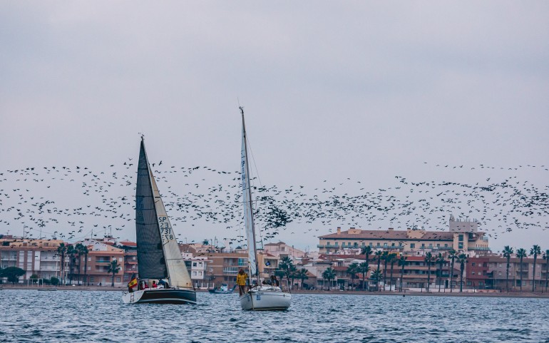 Miles de cormoranes en la regata del G.P. Estrella de Levante vol.2 (Fotos: Damián)