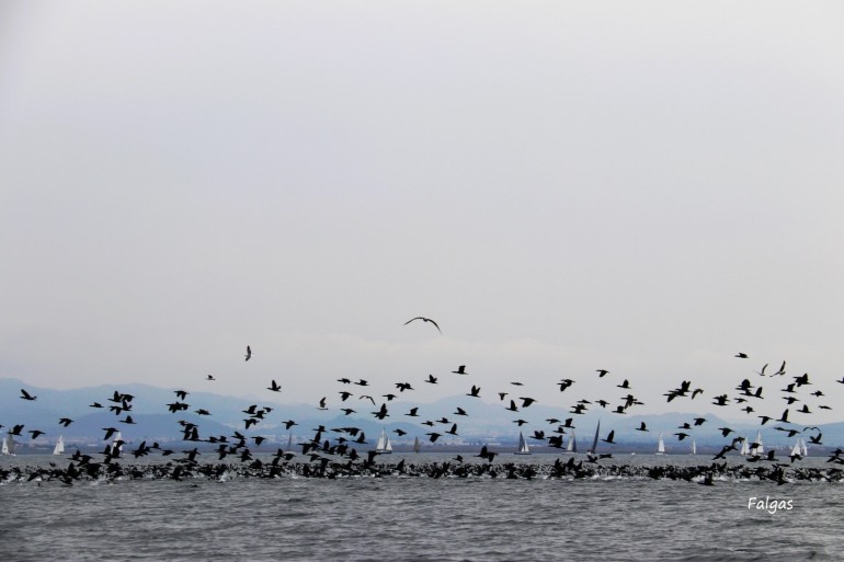 Espectacular vuelo de cormoranes sobre la flota de cruceros en el XXVIII Trofeo Carabela de Plata G.P. Estrella de Levante