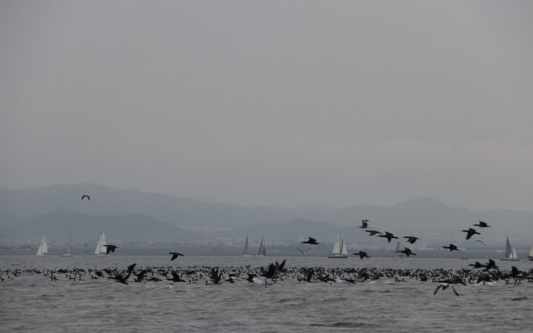 Miles de cormoranes en la regata del G.P. Estrella de Levante (Fotos: José Mª Falgas)